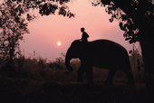 Four Seasons Thailand Mahout