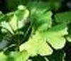 ginkgo