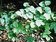 aphrodisisac kava kava
