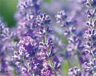 lavender.htm