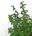aphrodisiac mint
