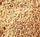 aphrodisiac mustard