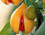 aphrodisiac nutmeg