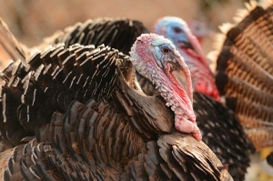 two heritage turkeys to illustrate choosing a Thanksgiving bird