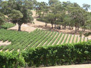 Australian vineyard