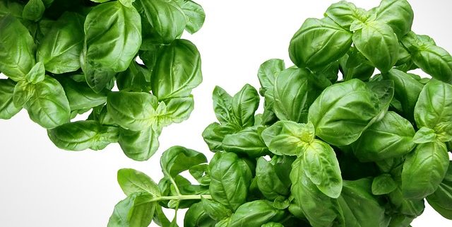 two bunches of green, Sweet Basil on a white background