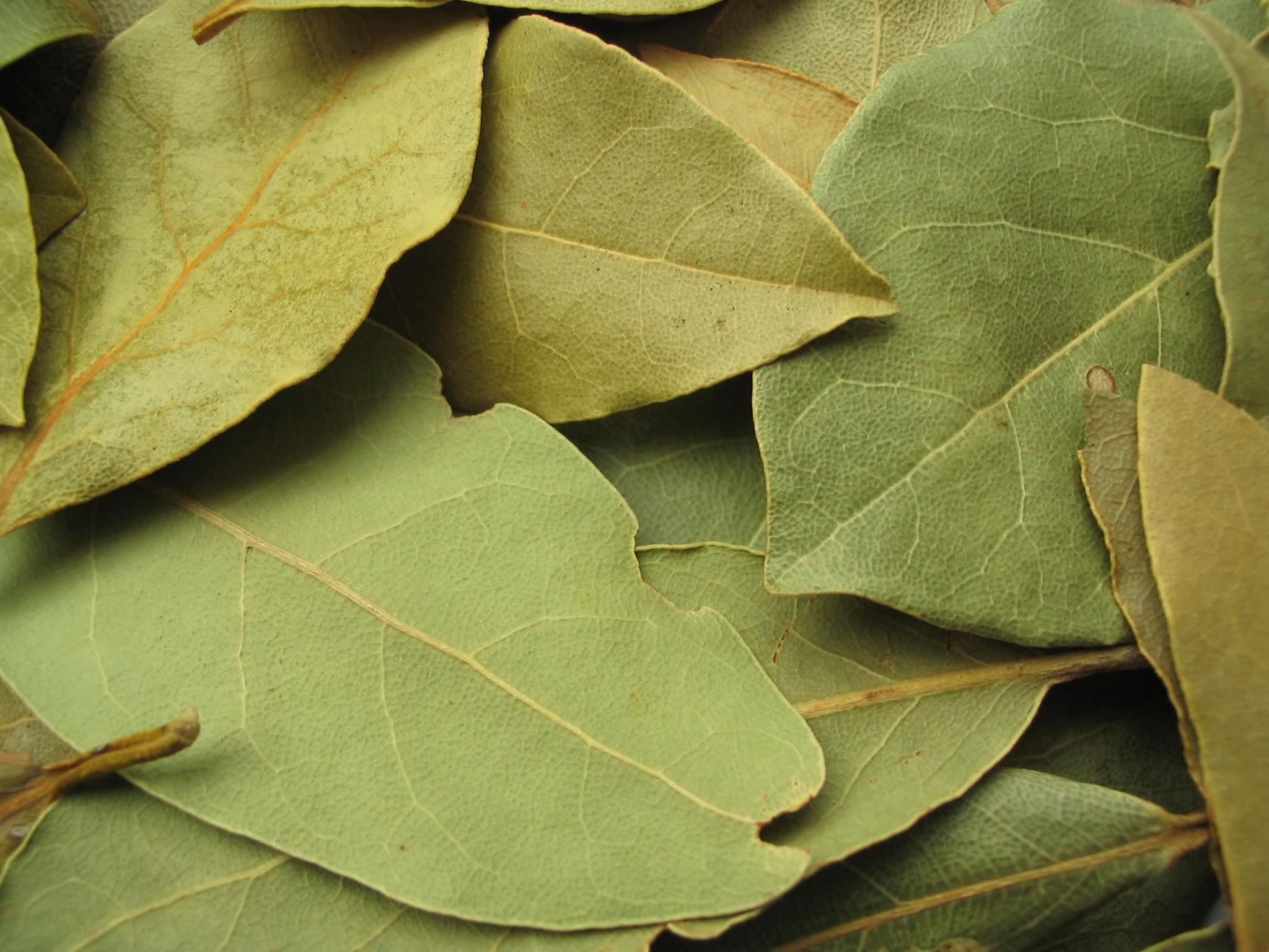 bay leaf--a surprising aphrodisiac