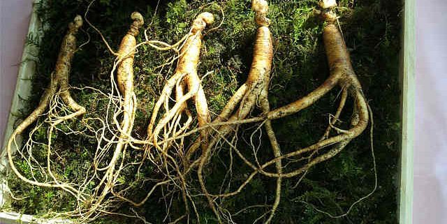several ginseng roots in a box on a bed of green