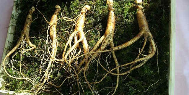 Is Ginseng an Aphrodisiac? Discover Ginseng Benefits Sexually 1 several ginseng roots in a box on a bed of green