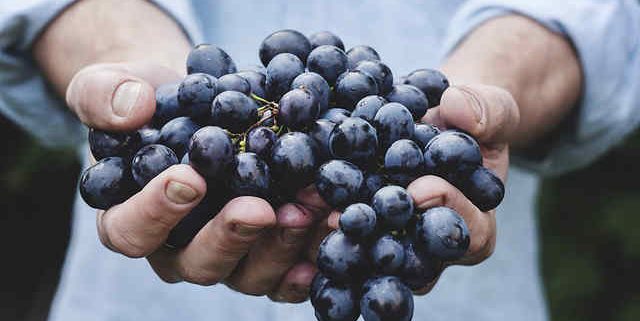 hands holding purple grapes to help illustrate grapes benefits