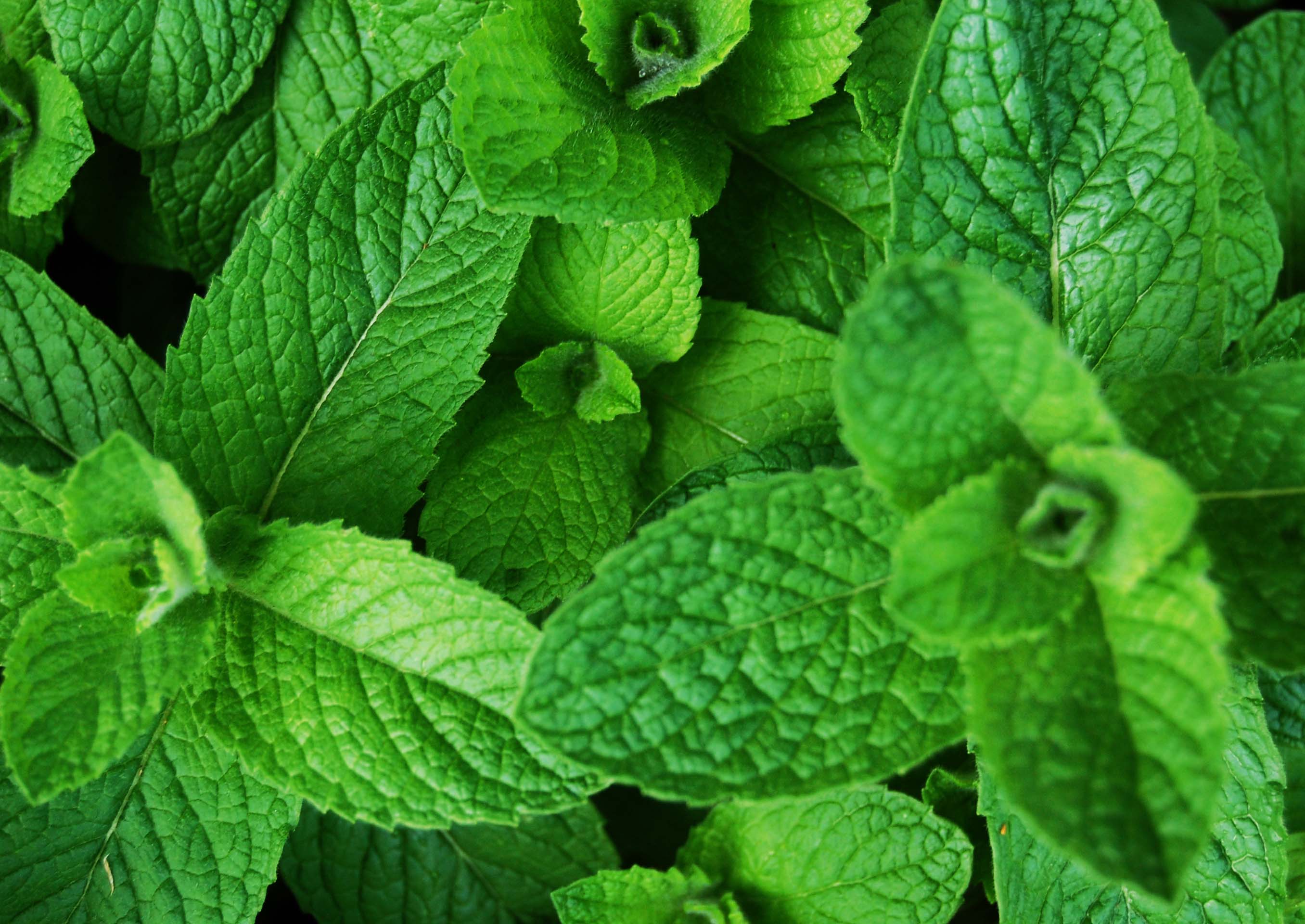 closeup of mint