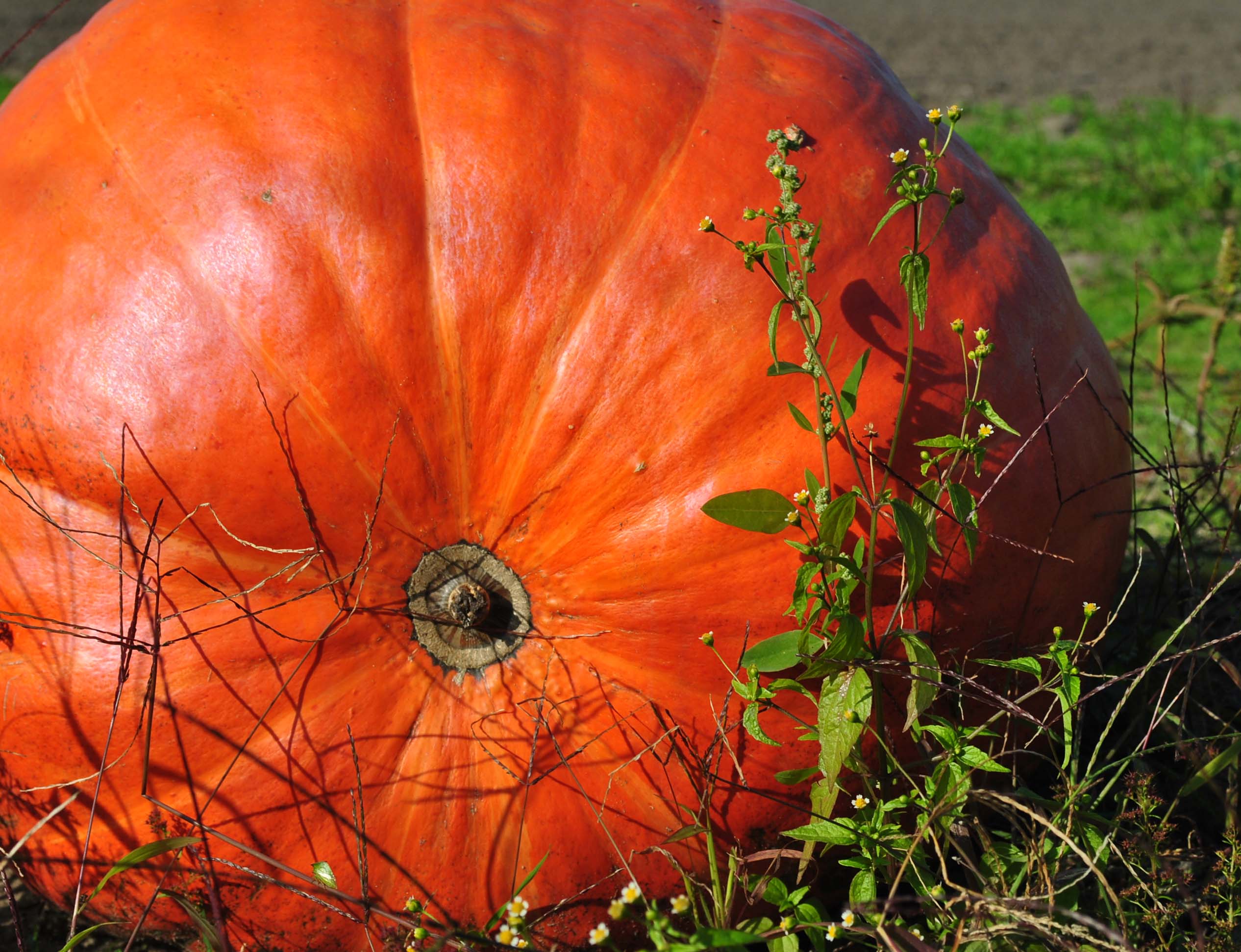 photo of a large, orange pumpkin on its side to help illustrate pumpkin aphrodisiac