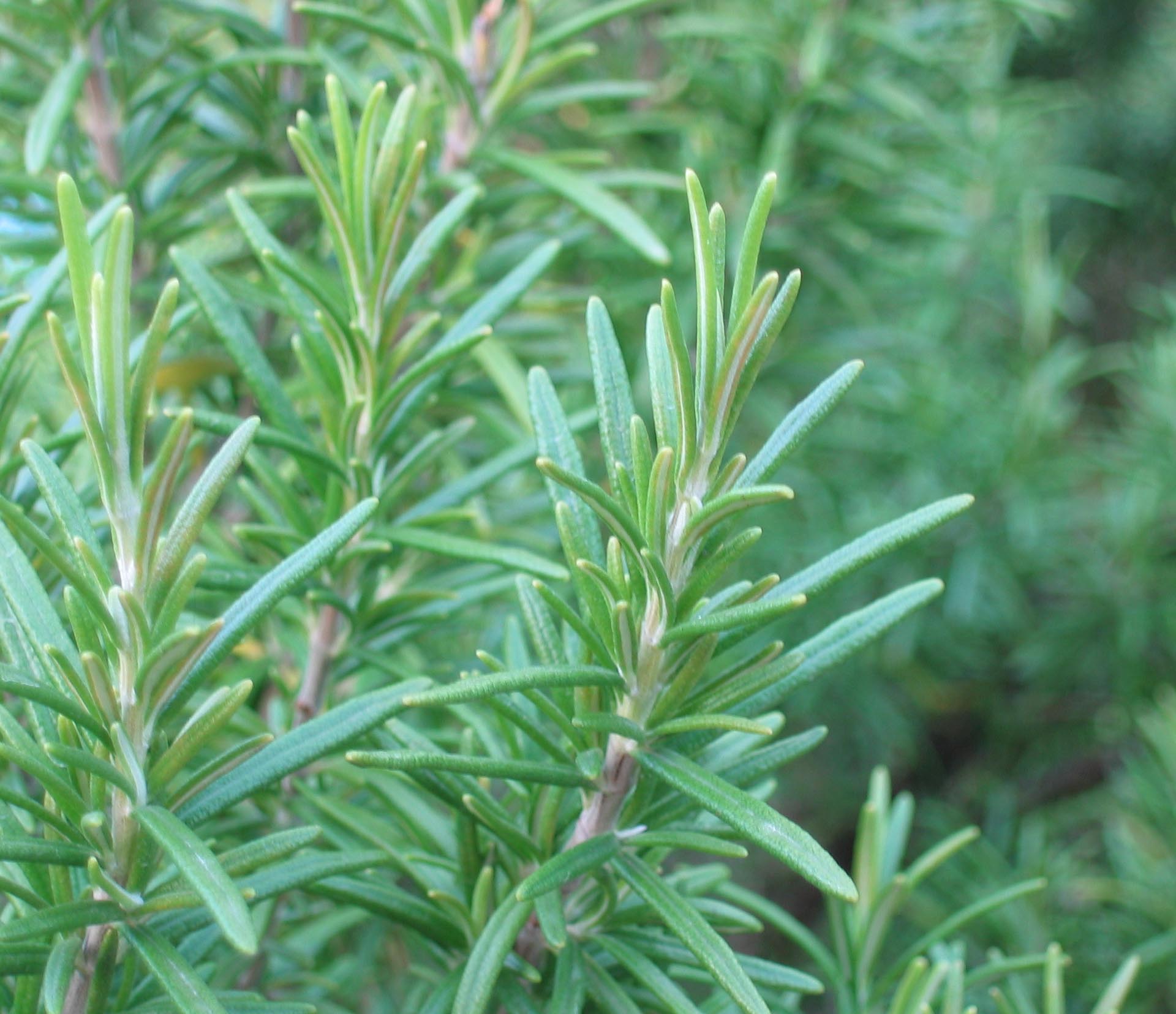 Rosemary - calms the nerves and increases circulation 1 closeup of fresh rosemary sprigs