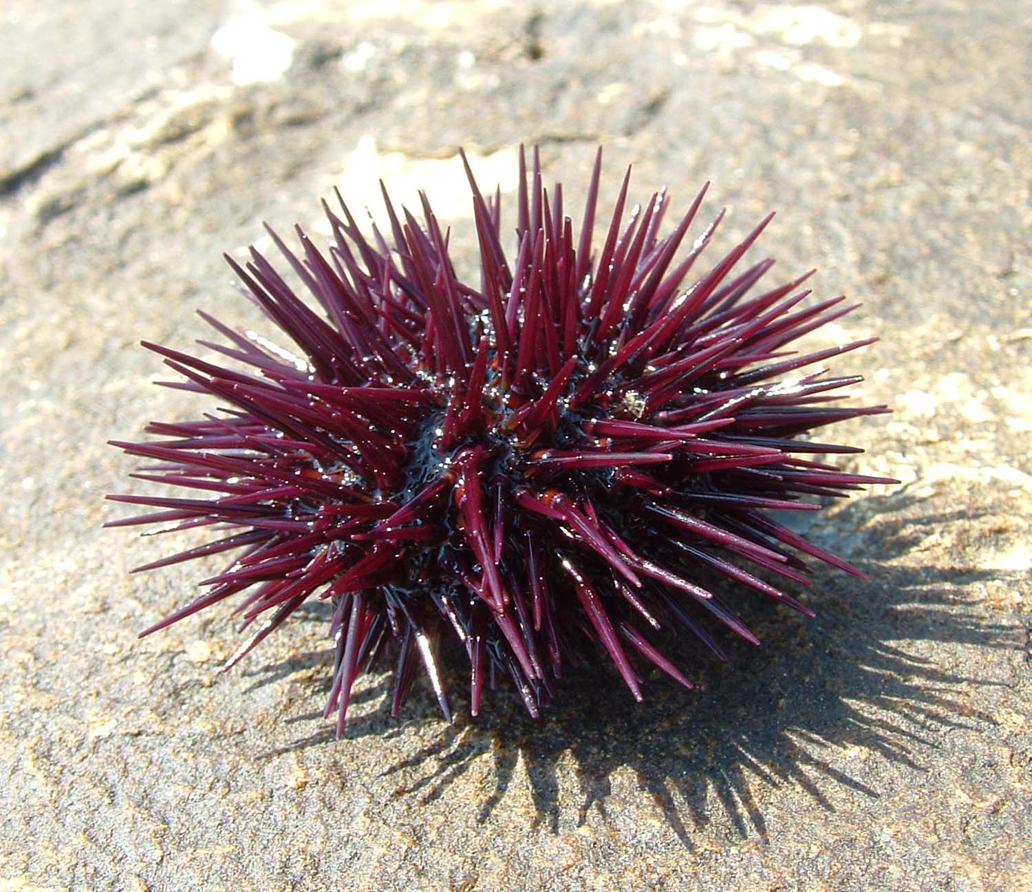 seaurchin.jpg