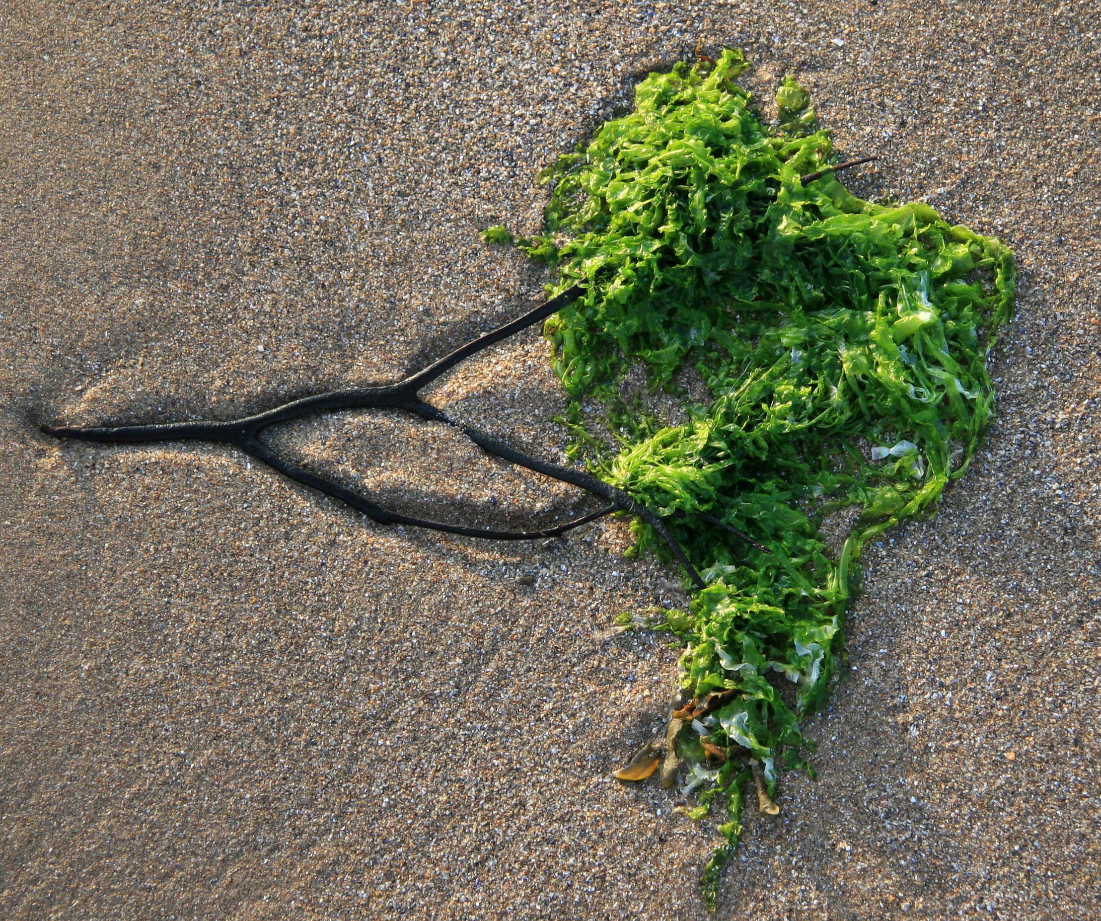 seaweed--aphrodisiac nutrition