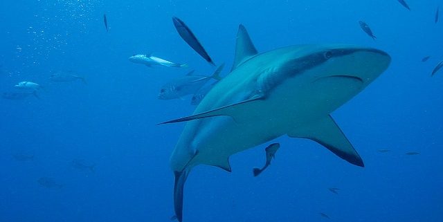 Shark Meat May Be Aphrodisiac But Don't Eat The Fin! 1 shark