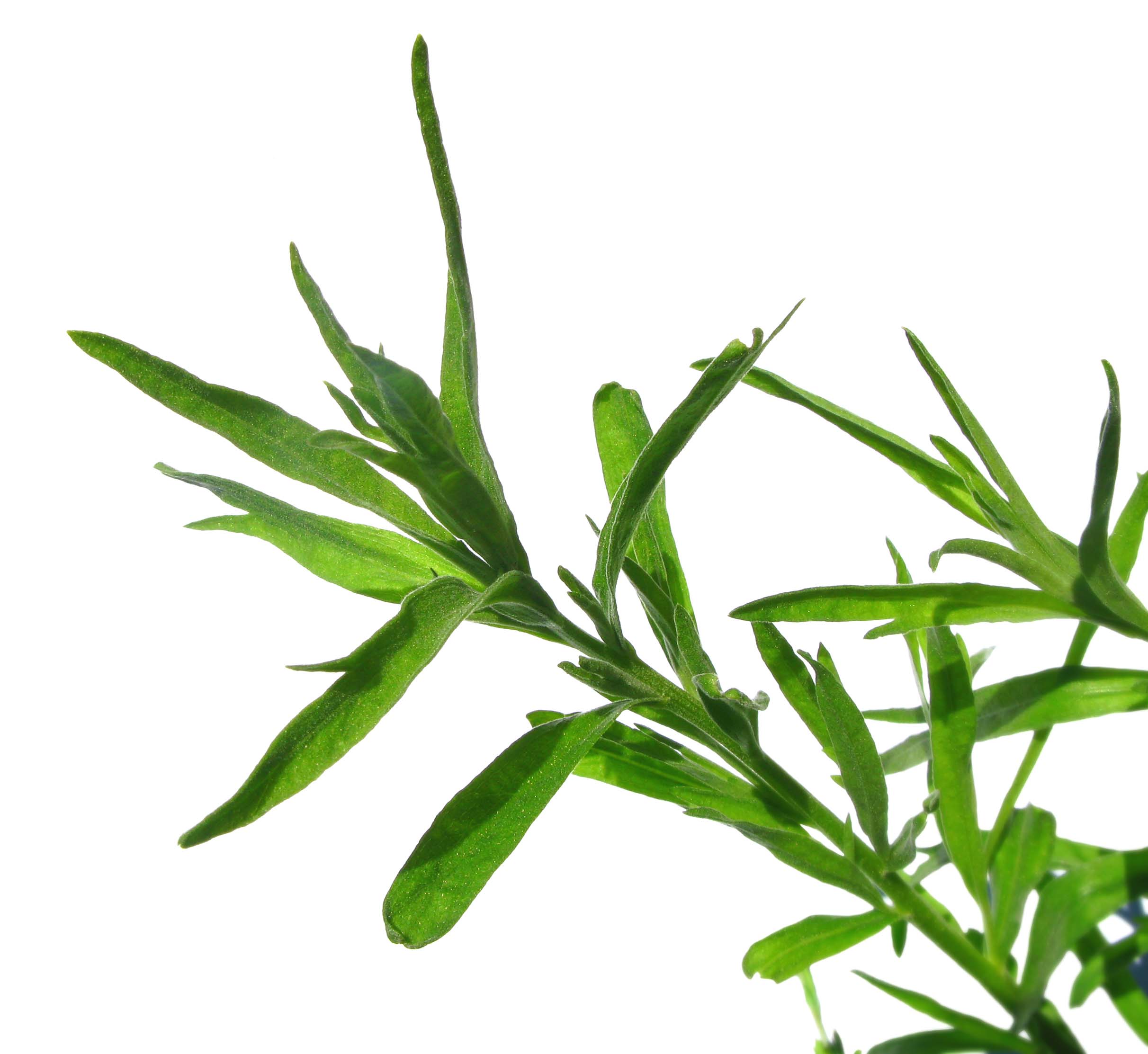 a sprig of fresh tarragon on a white background