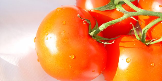 closeup of three small tomatoes on the vine