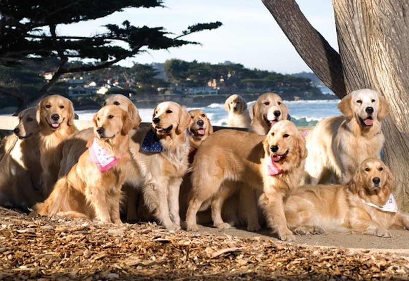 Dogs playing on Carmel Beach