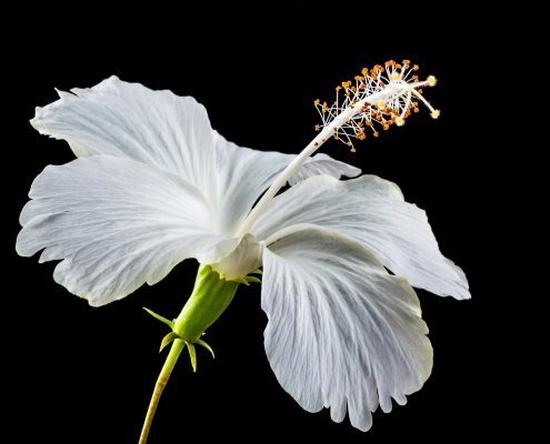A white blossom on a black background to illustrate the benefits of hibiscus flower