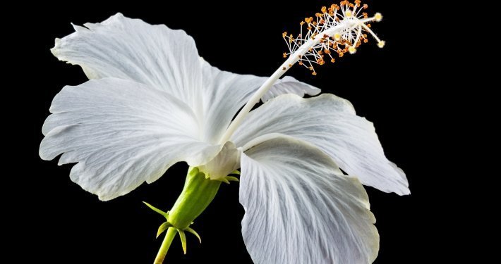 A white blossom on a black background to illustrate the benefits of hibiscus flower