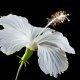 A white blossom on a black background to illustrate the benefits of hibiscus flower