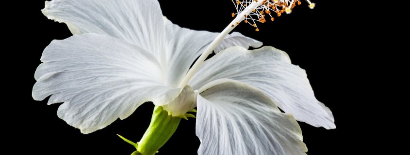 A white blossom on a black background to illustrate the benefits of hibiscus flower