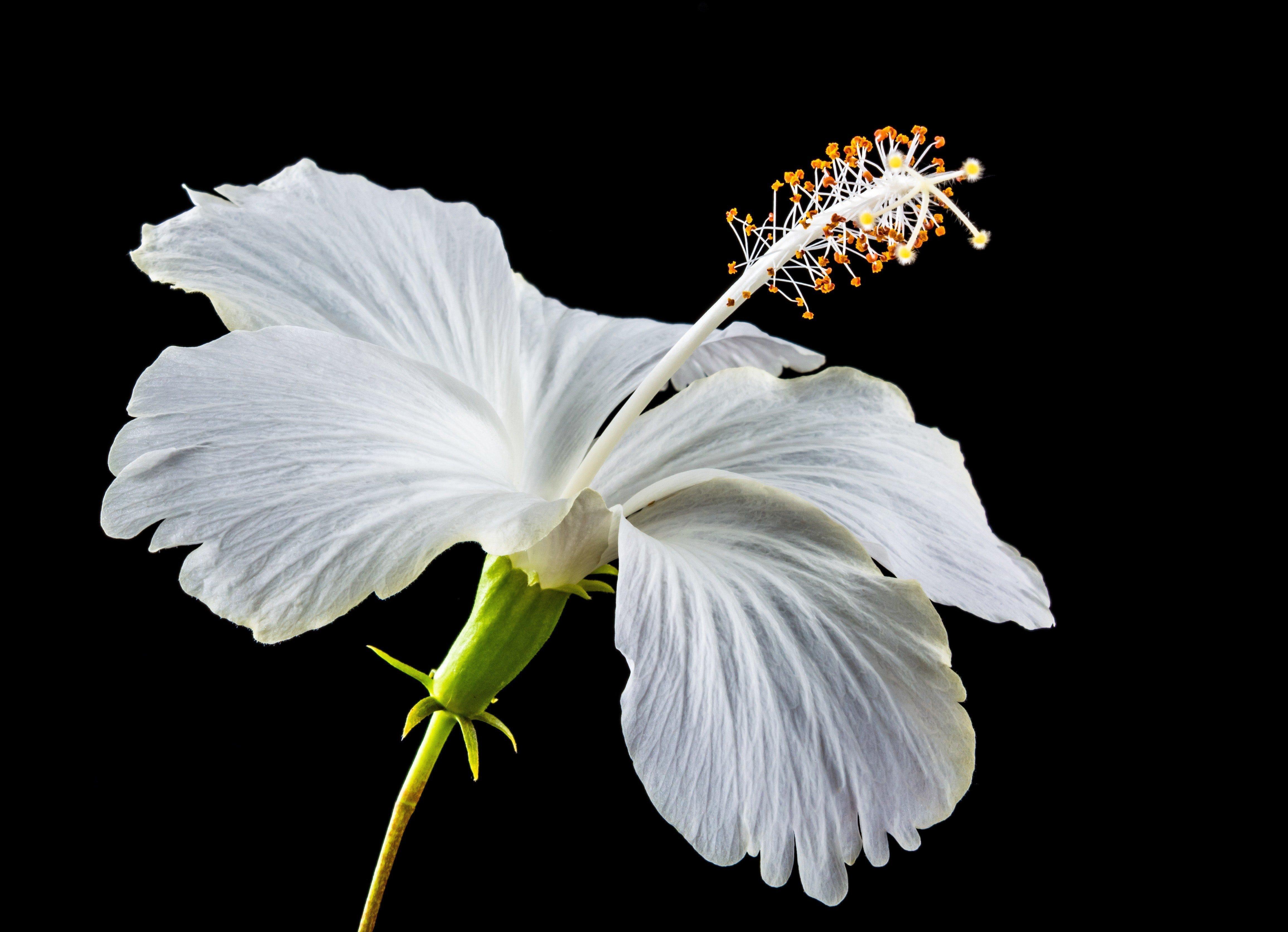 The Health Benefits of Hibiscus Flower - Eat Something Sexy The Health Benefits of Hibiscus Flower - Eat Something Sexy