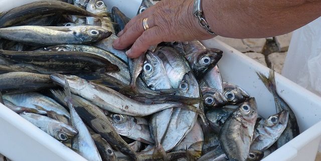 a wholesale container of fresh fish to illustrate this Barcelona food market tour