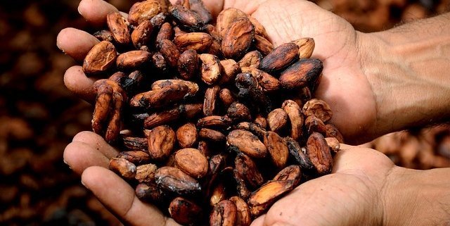 two hands holding cacao to help demonstrate what is cacao