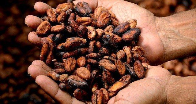 two hands holding cacao to help demonstrate what is cacao