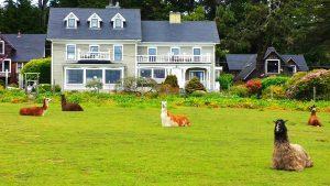 Llamas at the Glendeven Inn