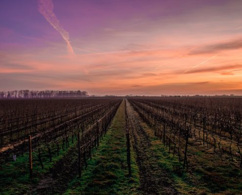 Gifts from the Wine Country, Many that Give Back 9 Gifts from the Wine Country for Wildfire Relief