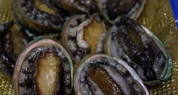 A cluster of abalone flipped upside down so you can view the foot instead of the shell to help illustrate, "what is abalone?"