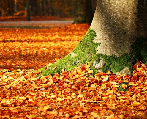 For Autumn Romantic Getaways in Maine, Look to Portland 1 Perfect fall foliage to illustrate romantic getaways in Maine