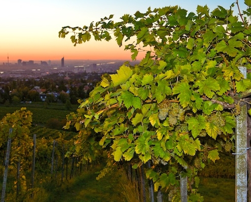 Wine Hiking through Vienna's Vineyards