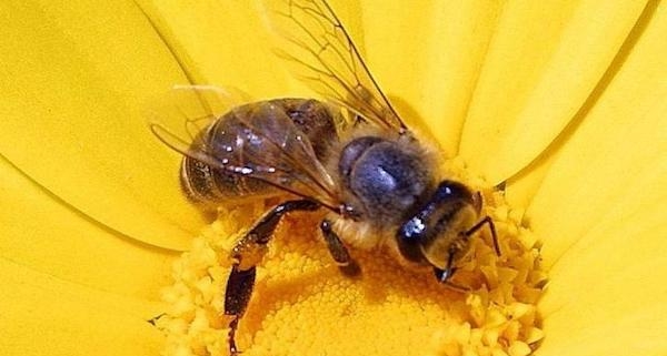 Show some respect for honey bees