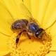 Show some respect for honey bees