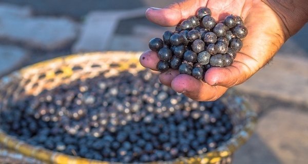 closeup of acai berry in a basket with man's hand holding a cluster