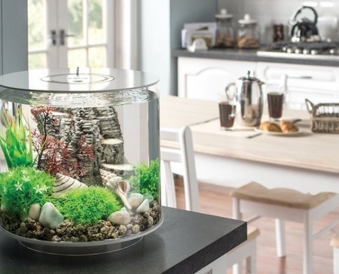 Why You Need This Fish Tank (and what NOT to do with it) 9 biOrb Tube--why you need this fish tank