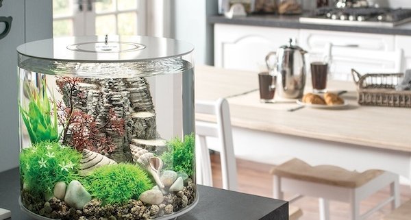 biOrb Tube--why you need this fish tank
