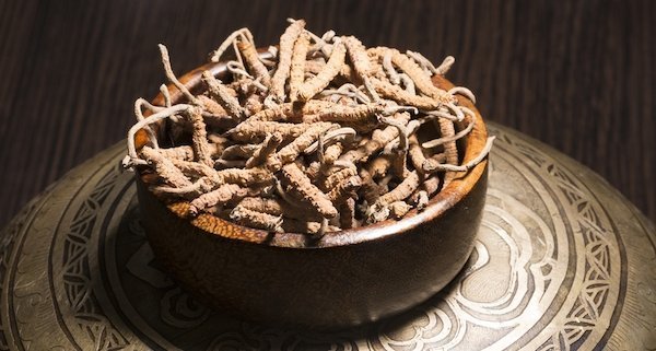 Yarsagumba--the strange aphrodisiac from Nepal