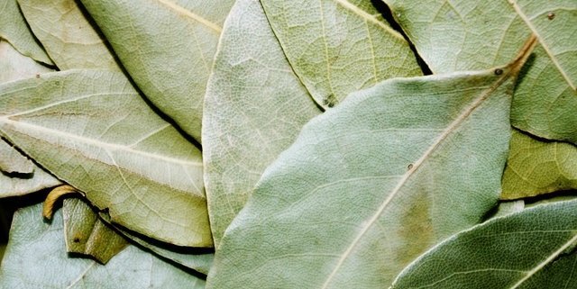 Pile of bay leaves