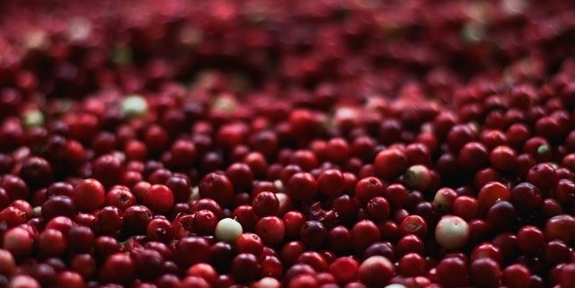 Top Cranberry Benefits Sexually (Including Cranberry Juice Benefits) 1 cranberry closeup