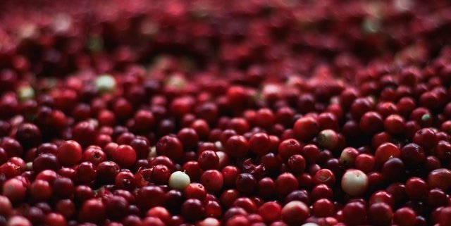 cranberry closeup