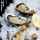 closeup of oysters on ice