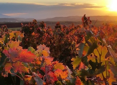 sunset over a vineyard with the leaves changing colors