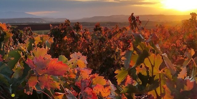 sunset over a vineyard with the leaves changing colors