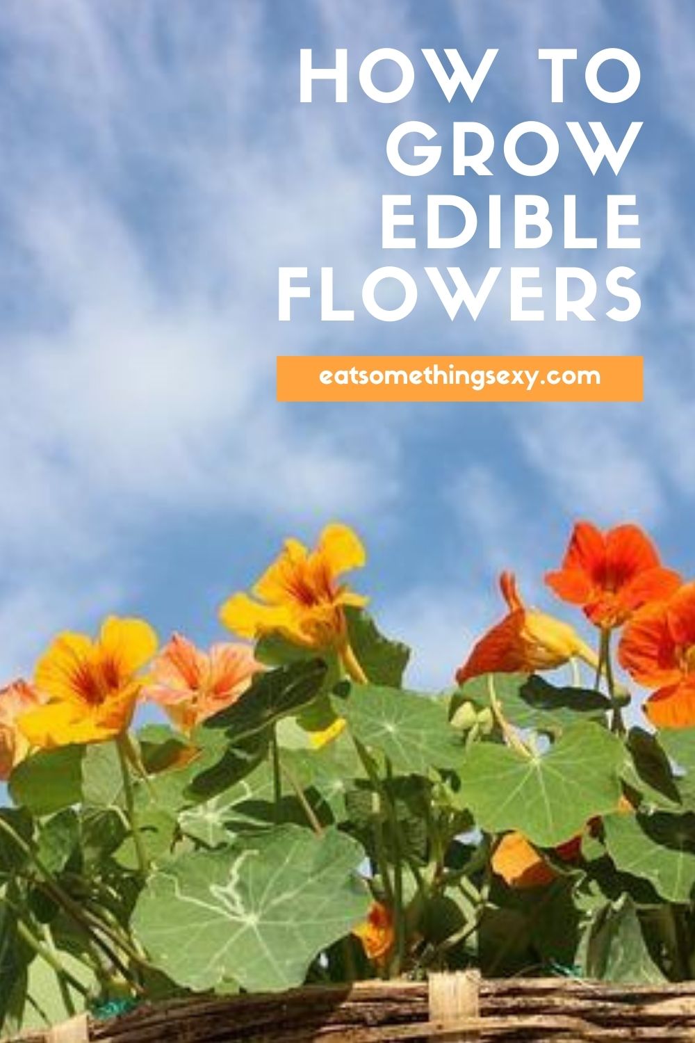 growing edible flowers