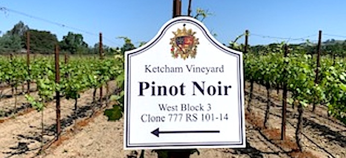 A row of Ketcham Estate Pinot Noir Vines in Springtime